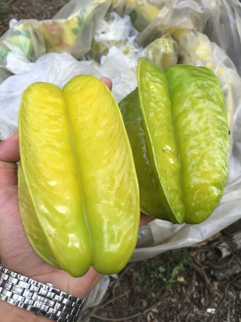 红杨桃
