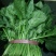菠菜30~35厘米