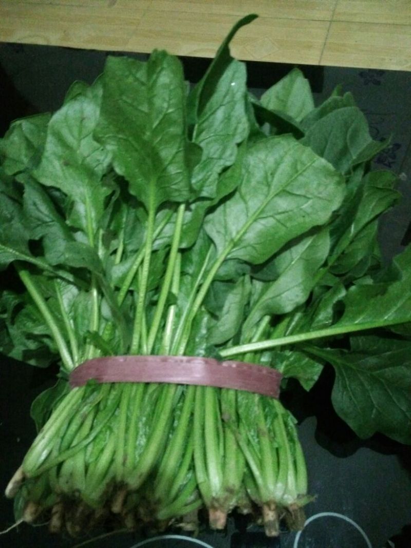 菠菜30~35厘米