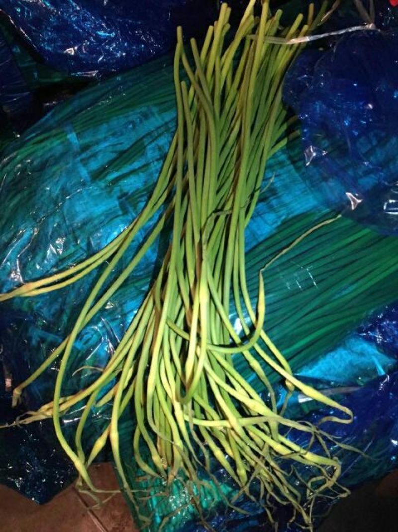 产地直供蒜苔精品40~60cm。产地直销，量大质优