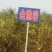 枣树苗80~110cm