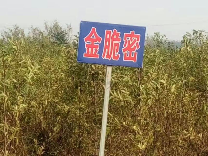 枣树苗80~110cm