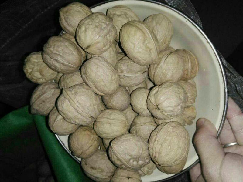 核桃