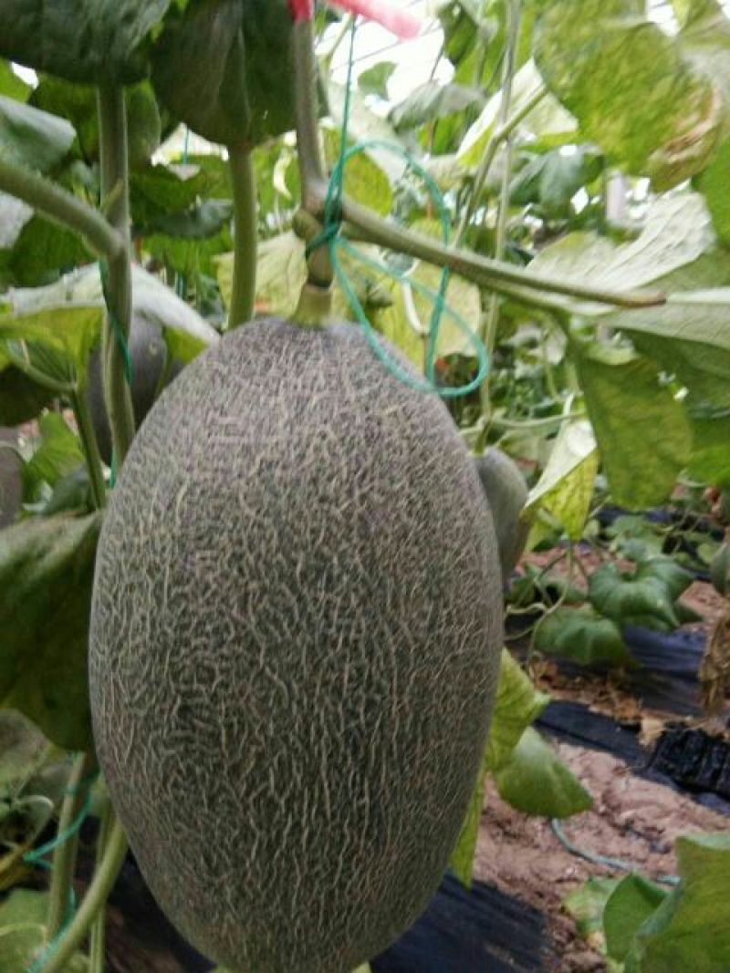 西州蜜瓜5斤以上长圆形