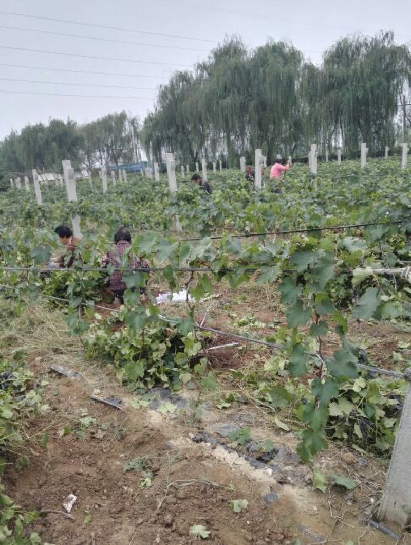 夏黑葡萄苗免费技术指导