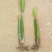 红肉火龙果苗新品燕窝火龙果苗