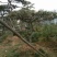 造型松14公分