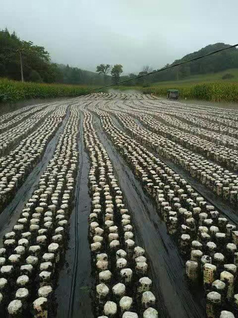 秋耳等外