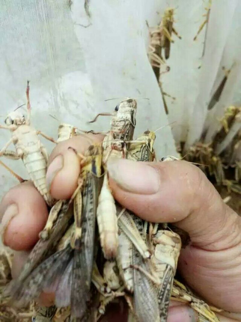 东亚飞蝗食用