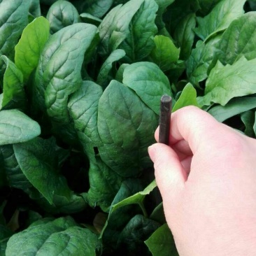 越冬菠菜15~20厘米