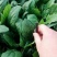 越冬菠菜15~20厘米