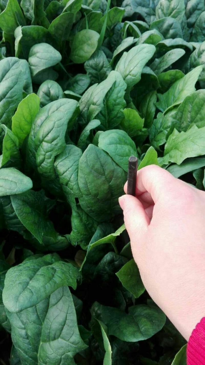 越冬菠菜15~20厘米