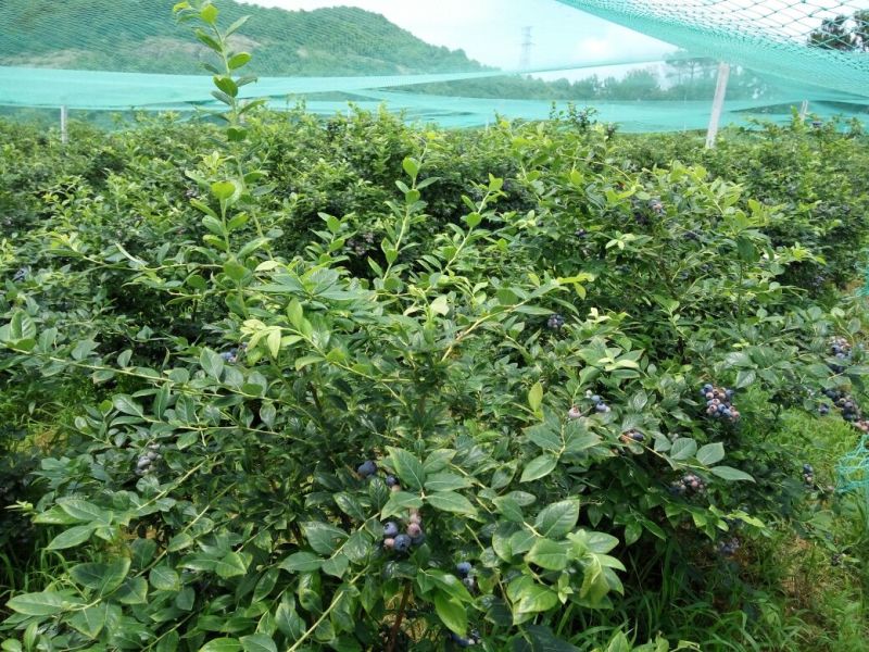 蓝莓8~10mm以上