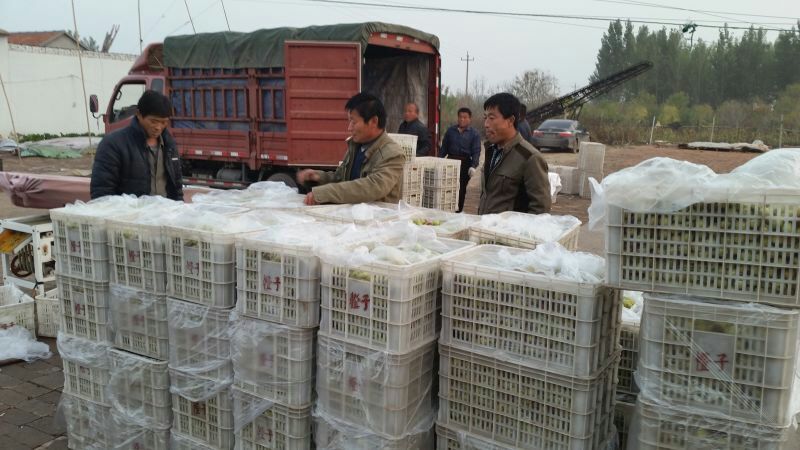 电商货源山东早熟冬枣果大脆甜基地现摘现发价格实惠