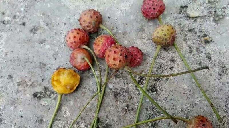 沙枣苗