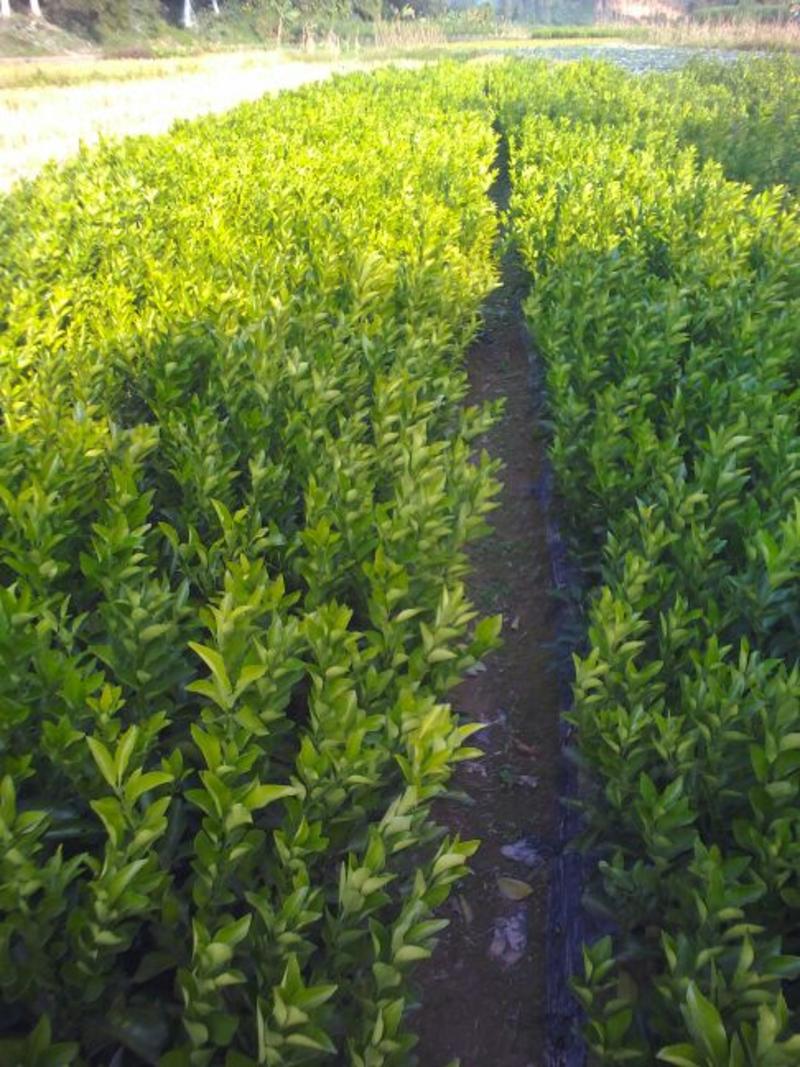 红江橙苗地径1公分起高50cm以下