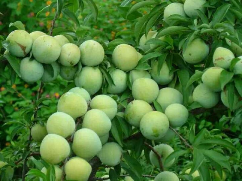 李子树苗免费提供种植技术指导