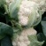 白花菜散装