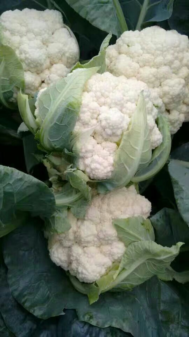 白花菜散装