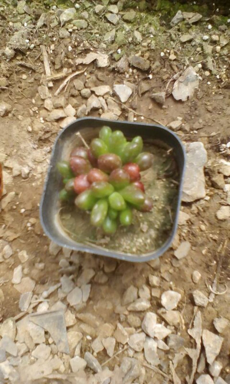 多肉植物
