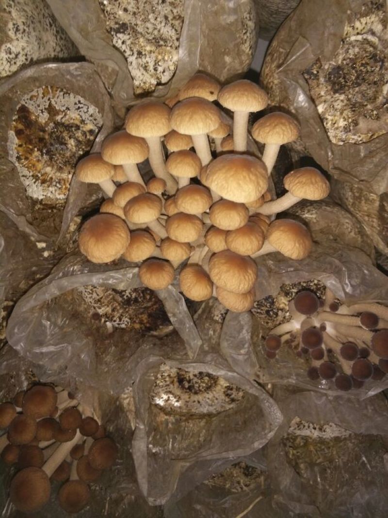 茶树菇