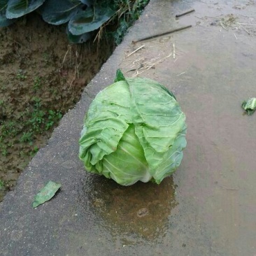 圆包菜