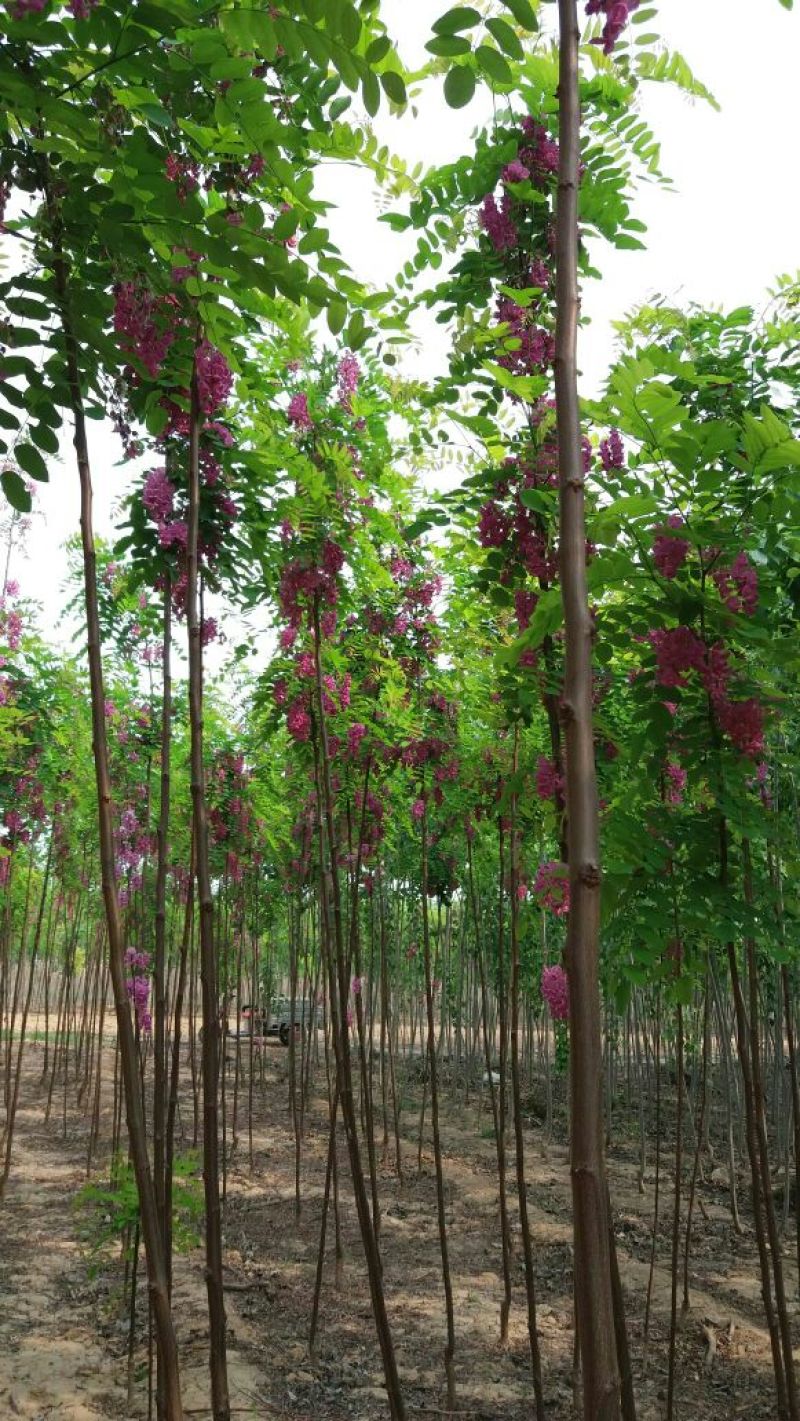 香花槐1~2米4~6cm4~6cm