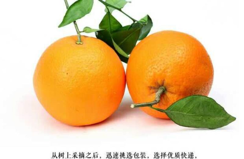 伦晚脐橙产地直发看货论价保质保量欢迎定购