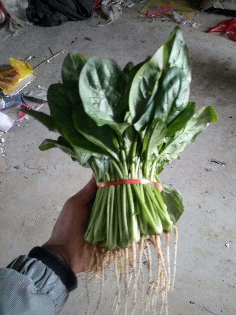 菠菜25~30厘米