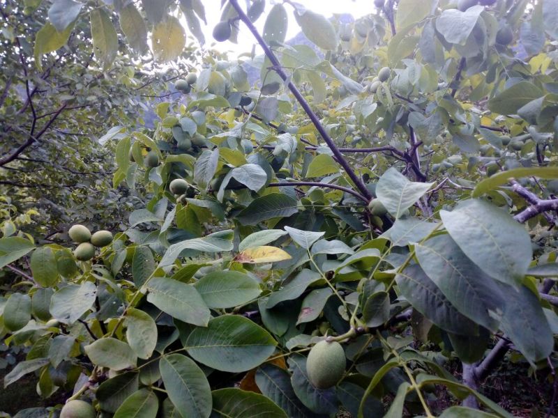 青皮核桃青皮