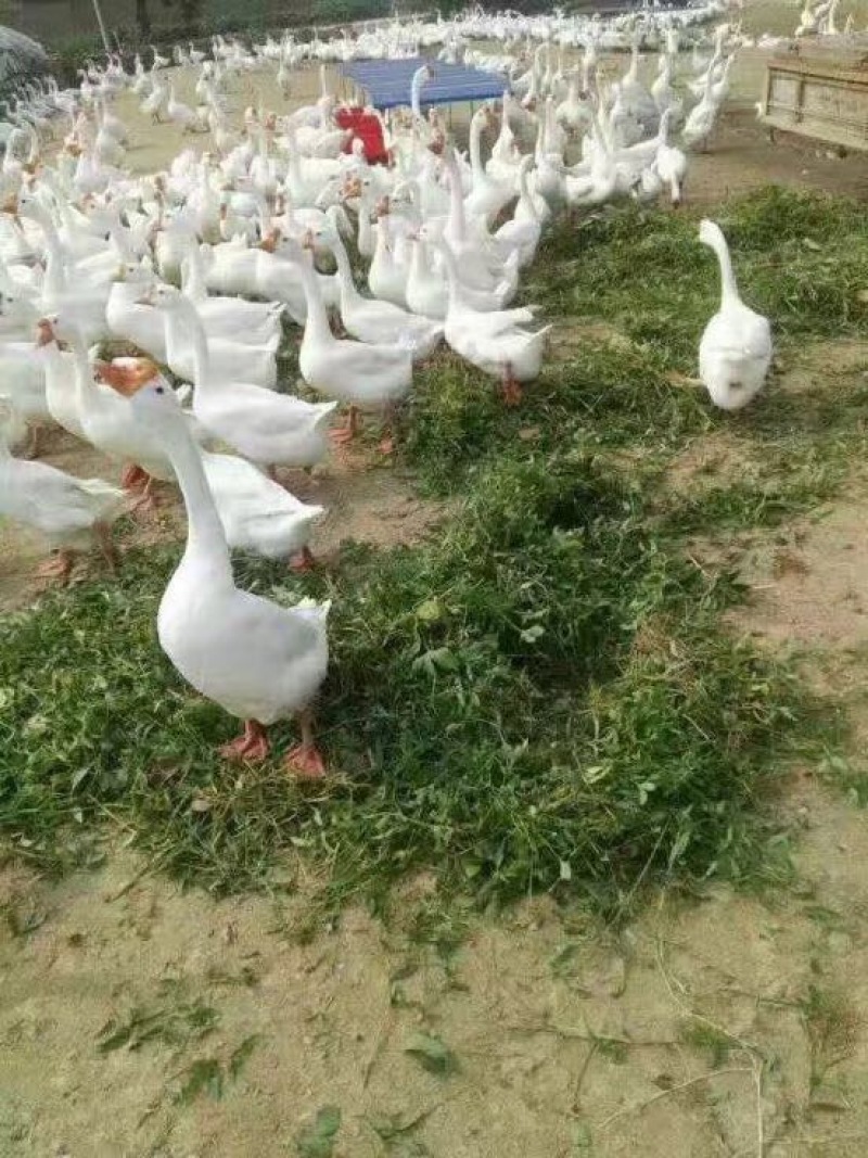 鹅苗