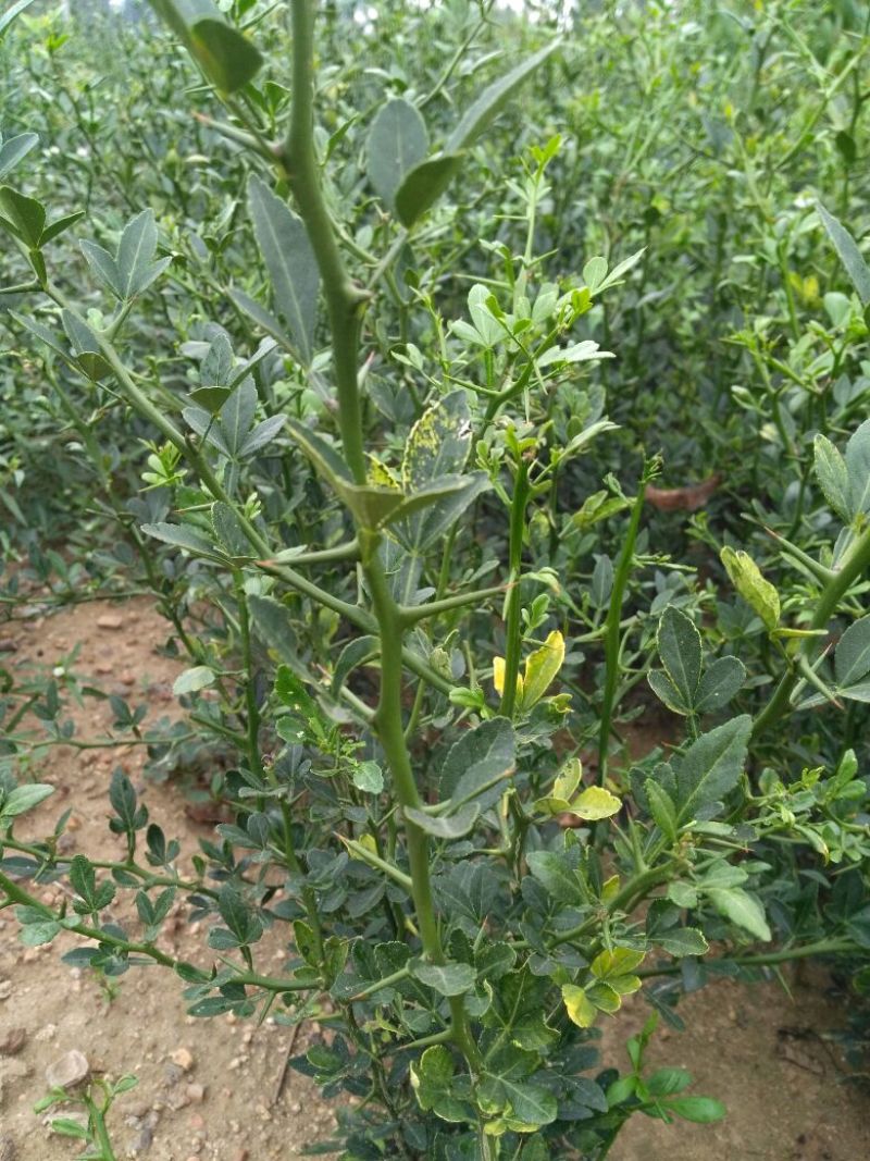 枸橘苗30~50cm