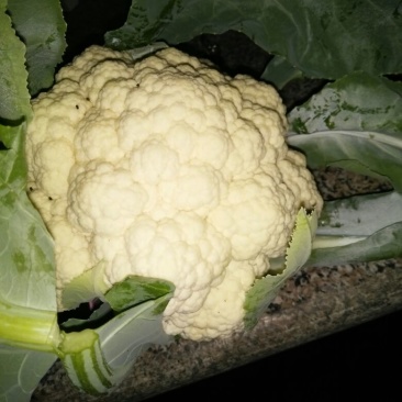 白花菜散装