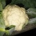 白花菜散装