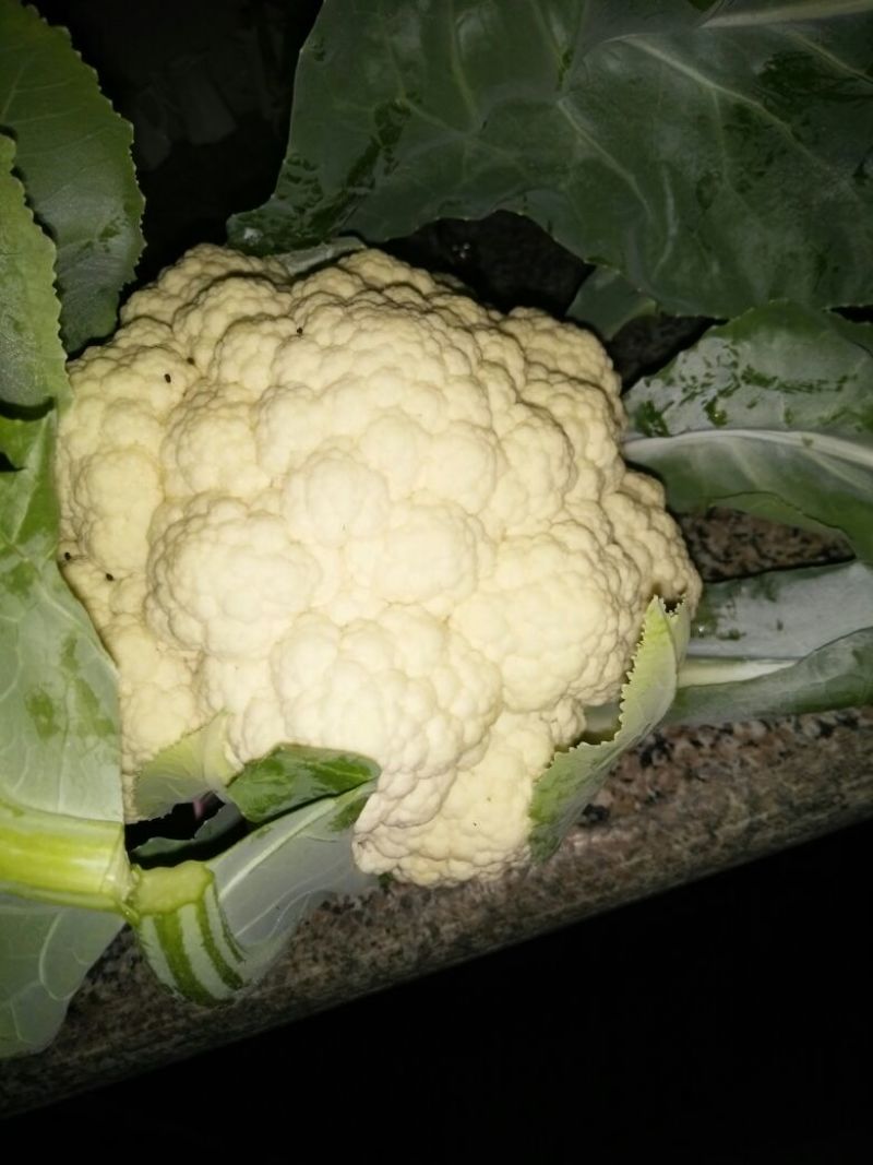 白花菜散装