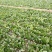 大叶菠菜10~15厘米