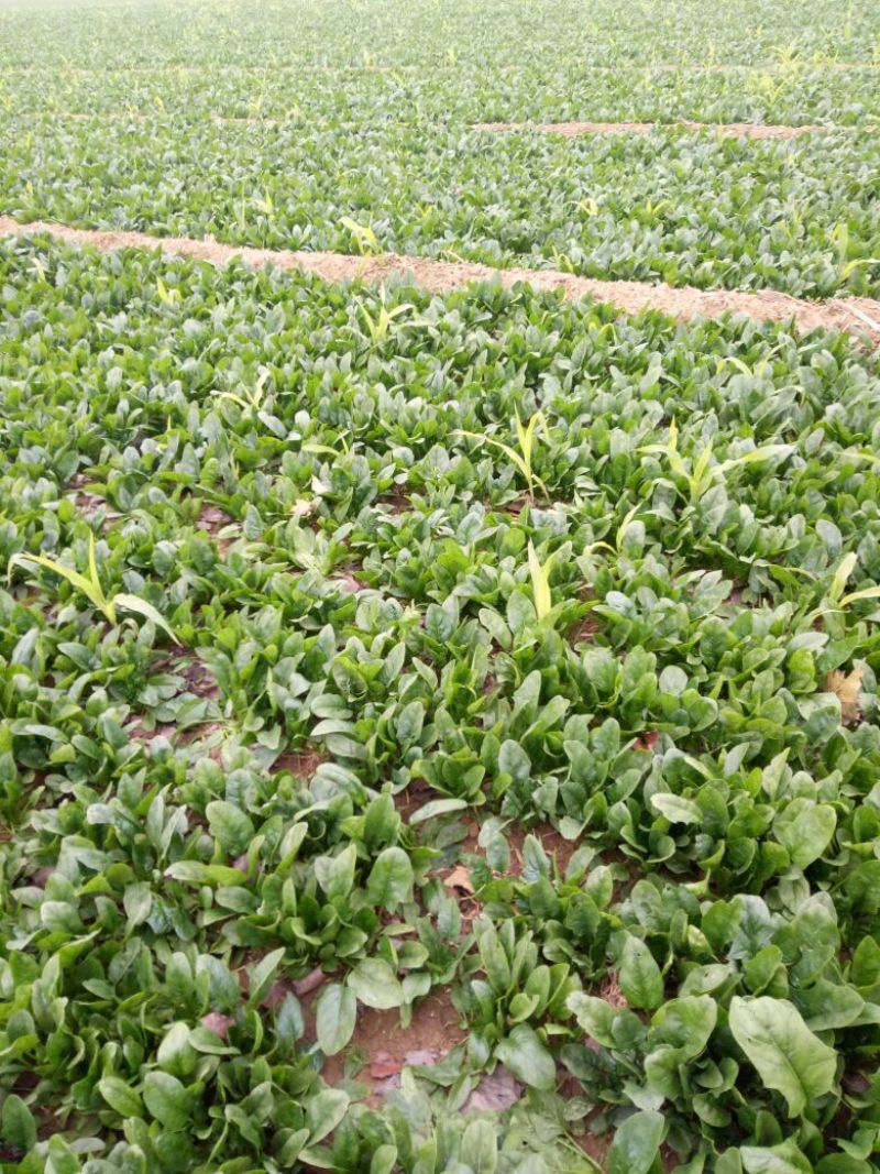 大叶菠菜10~15厘米