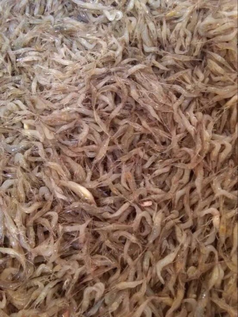 河虾