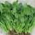 越冬菠菜20~25厘米