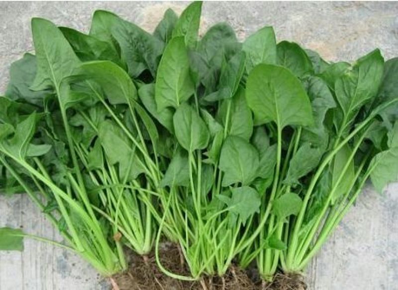 越冬菠菜20~25厘米