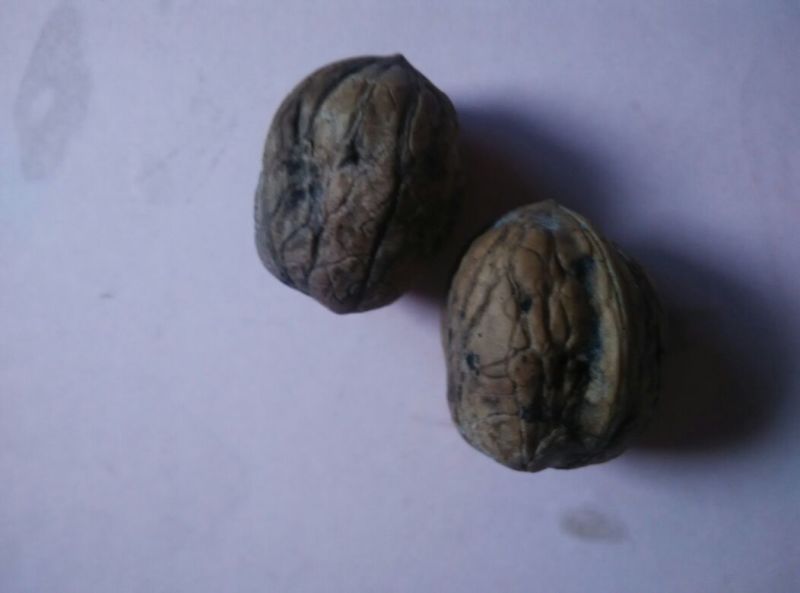 薄皮核桃30mm以上去皮