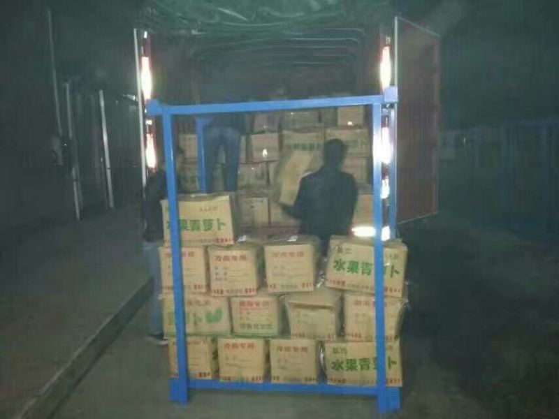 里外绿水果萝卜，春秋季种植，库存供货。滕州