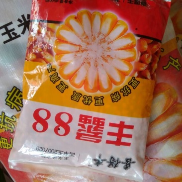 玉米种子