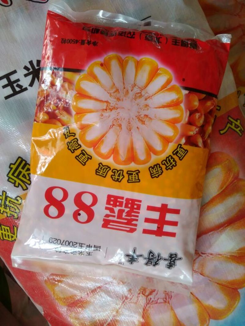 玉米种子