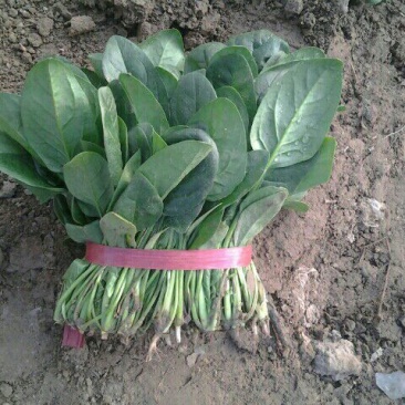 名门菠菜