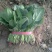 名门菠菜