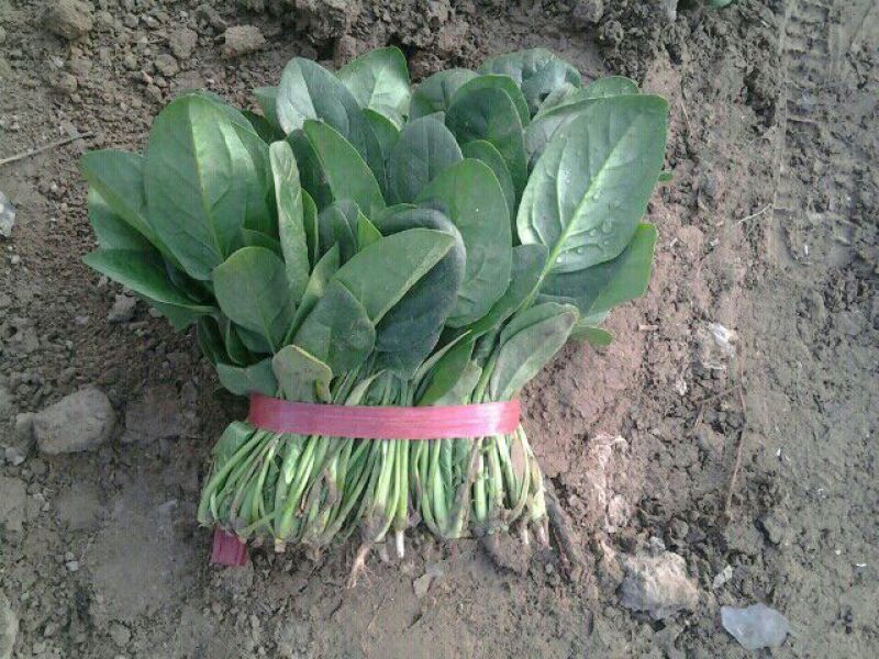 名门菠菜