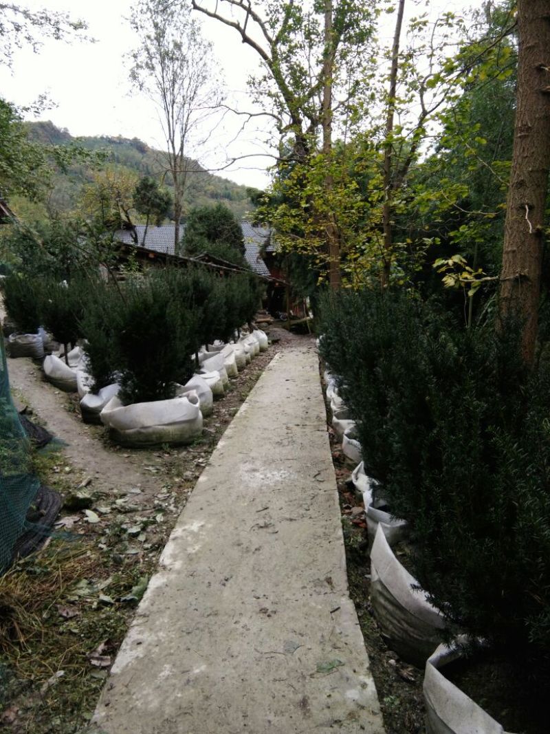 红豆杉盆景不含盆100cm以上