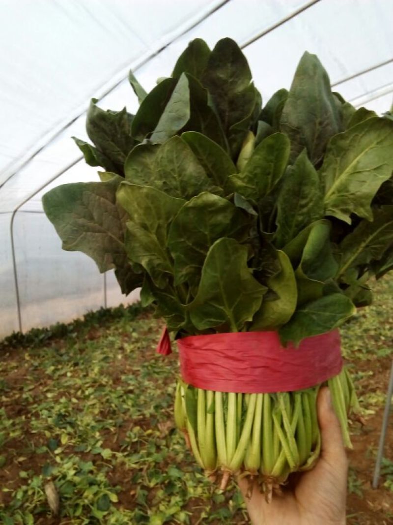 大叶菠菜