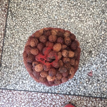 大泡核桃